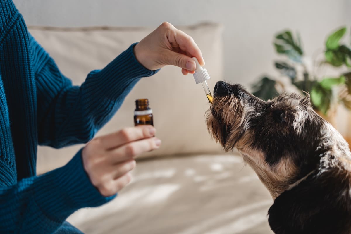 Pourquoi et comment choisir du cbd pour chien ?