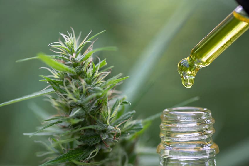 Quels sont les effets des différentes variétés de fleurs de CBD ?