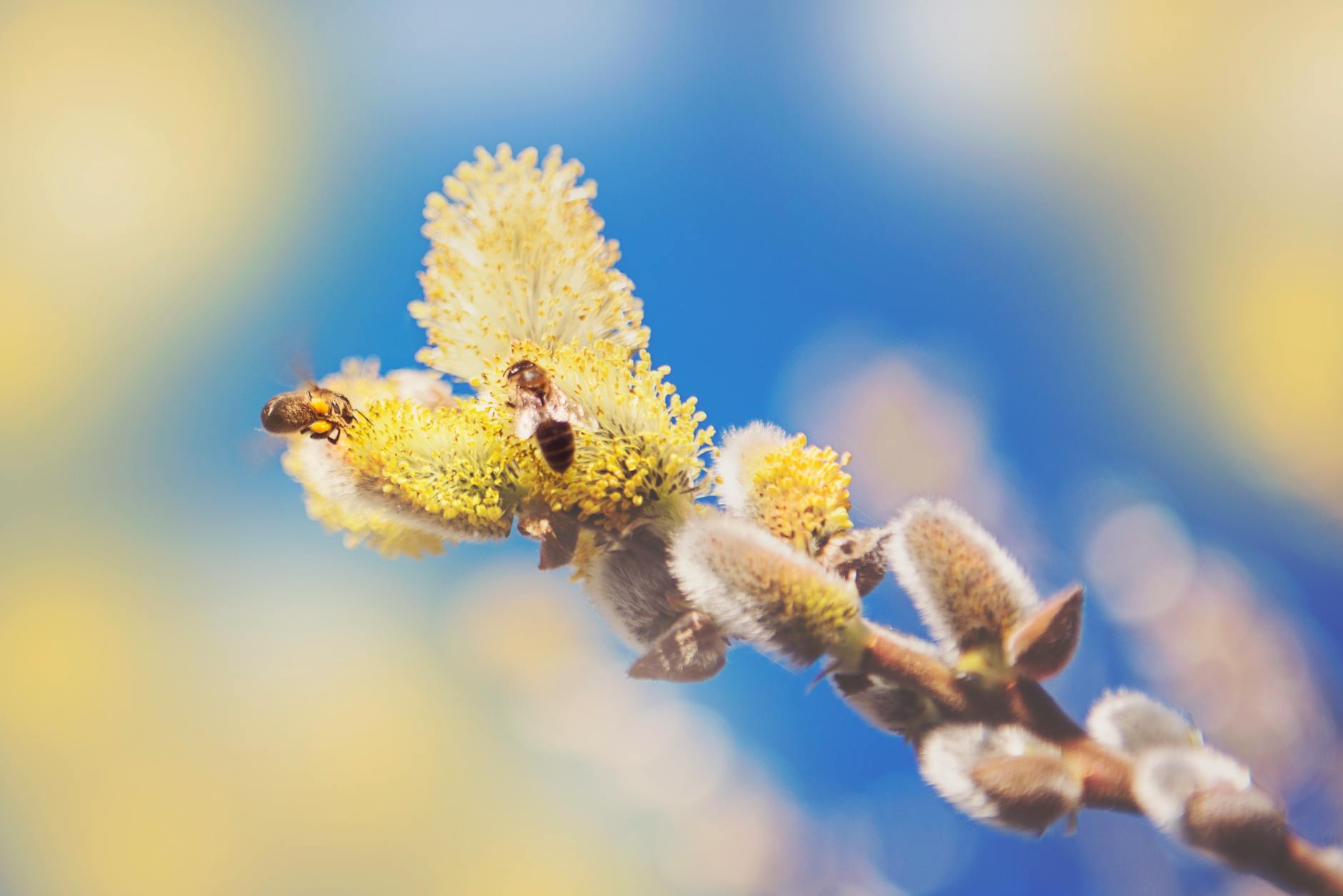 Allergie au pollen : symptômes, causes et solutions