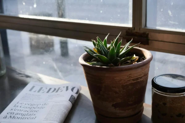 Cancer : les 9 plantes à éviter absolument pour votre sécurité